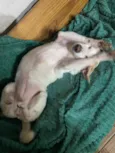 Pita