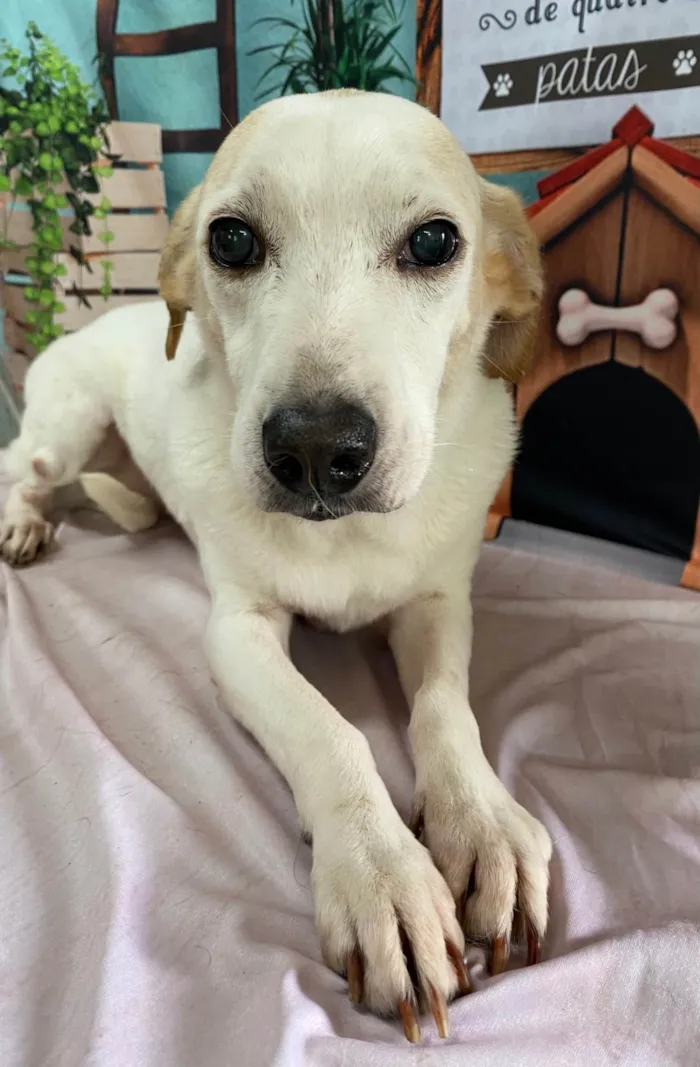 Cachorro ra a SRD-ViraLata idade 6 ou mais anos nome Duda