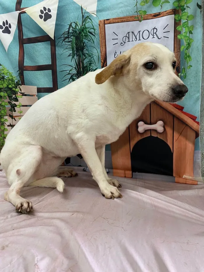 Cachorro ra a SRD-ViraLata idade 6 ou mais anos nome Duda