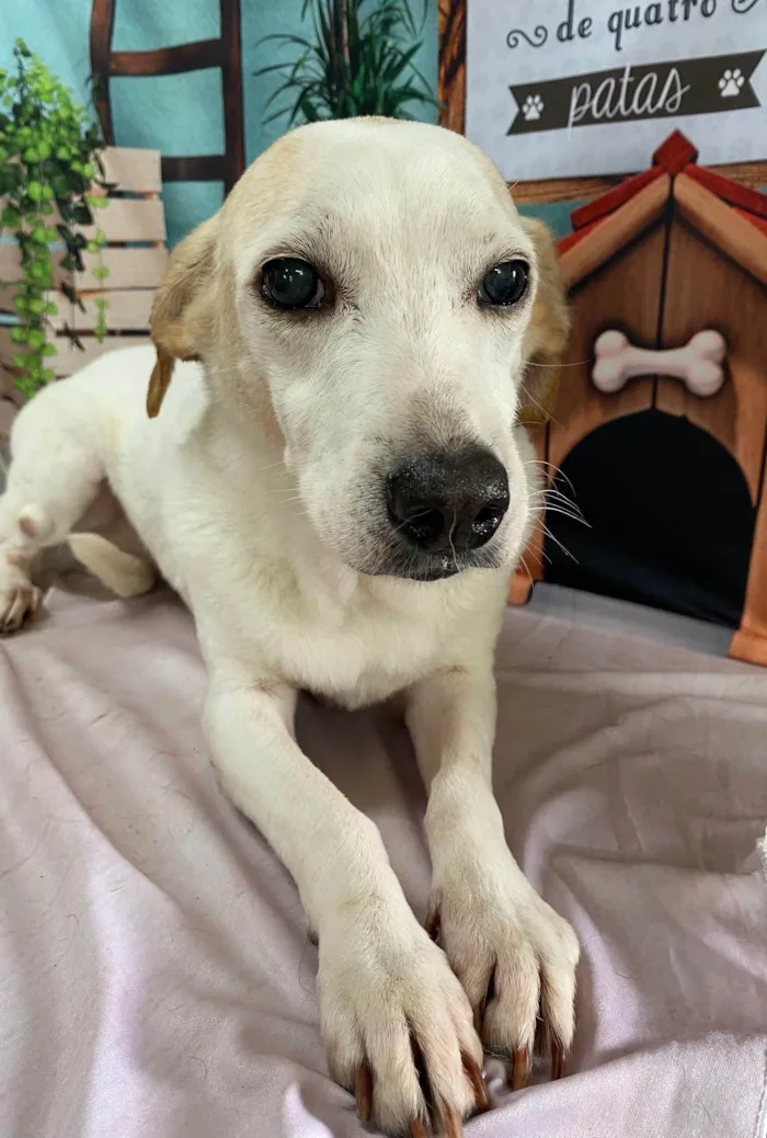 Cachorro ra a SRD-ViraLata idade 6 ou mais anos nome Duda