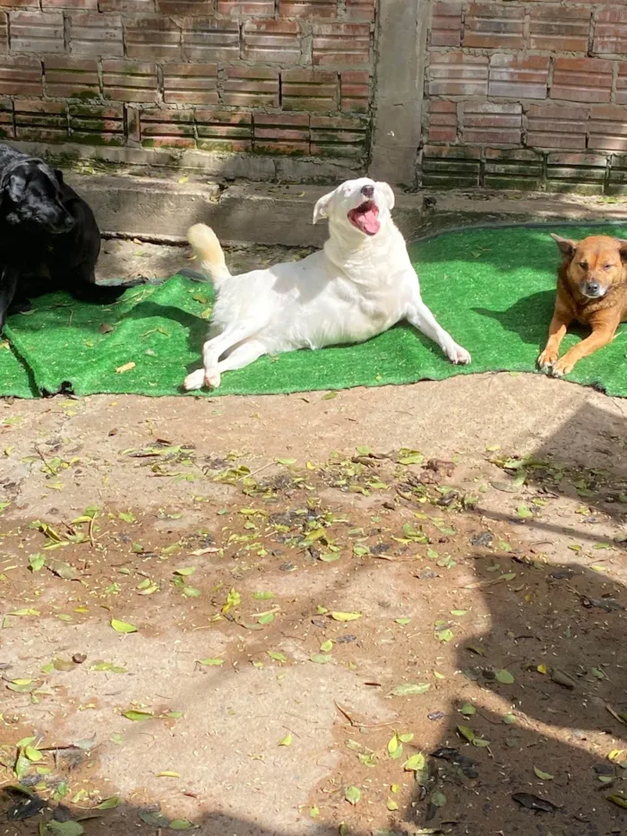 Cachorro ra a SRD-ViraLata idade 6 ou mais anos nome Vitória 