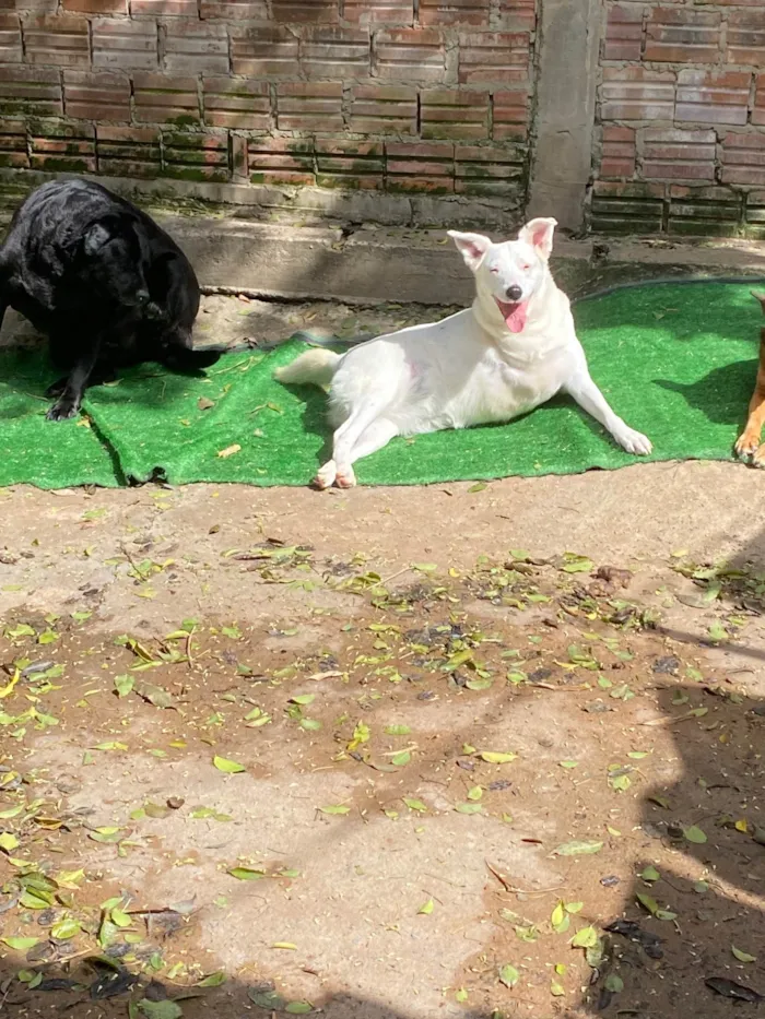 Cachorro ra a SRD-ViraLata idade 6 ou mais anos nome Vitória 
