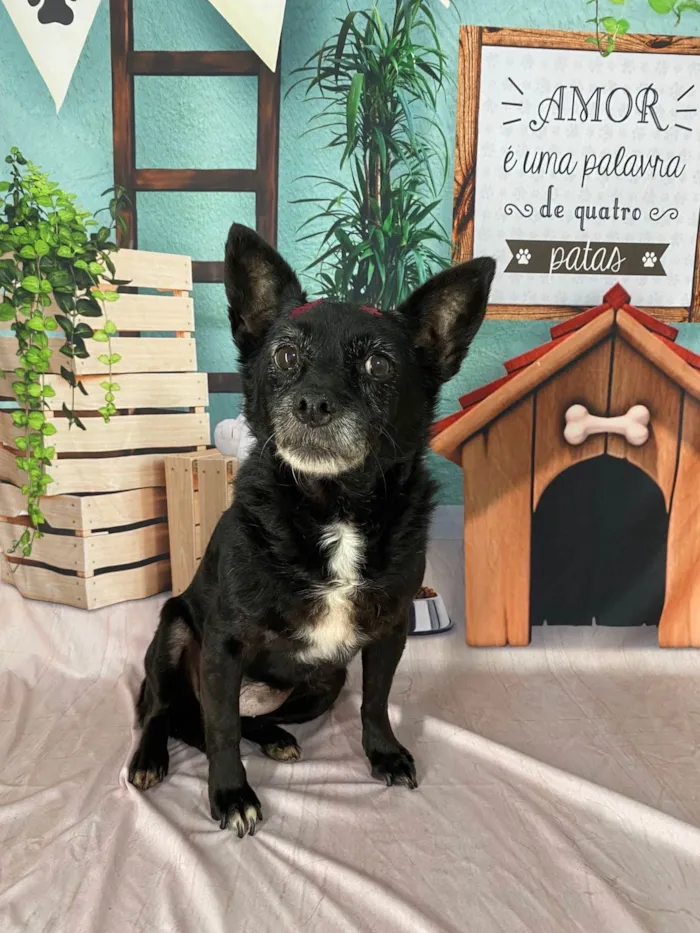 Cachorro ra a SRD-ViraLata idade 6 ou mais anos nome Sofia