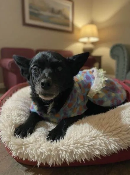 Cachorro ra a SRD-ViraLata idade 6 ou mais anos nome Sofia