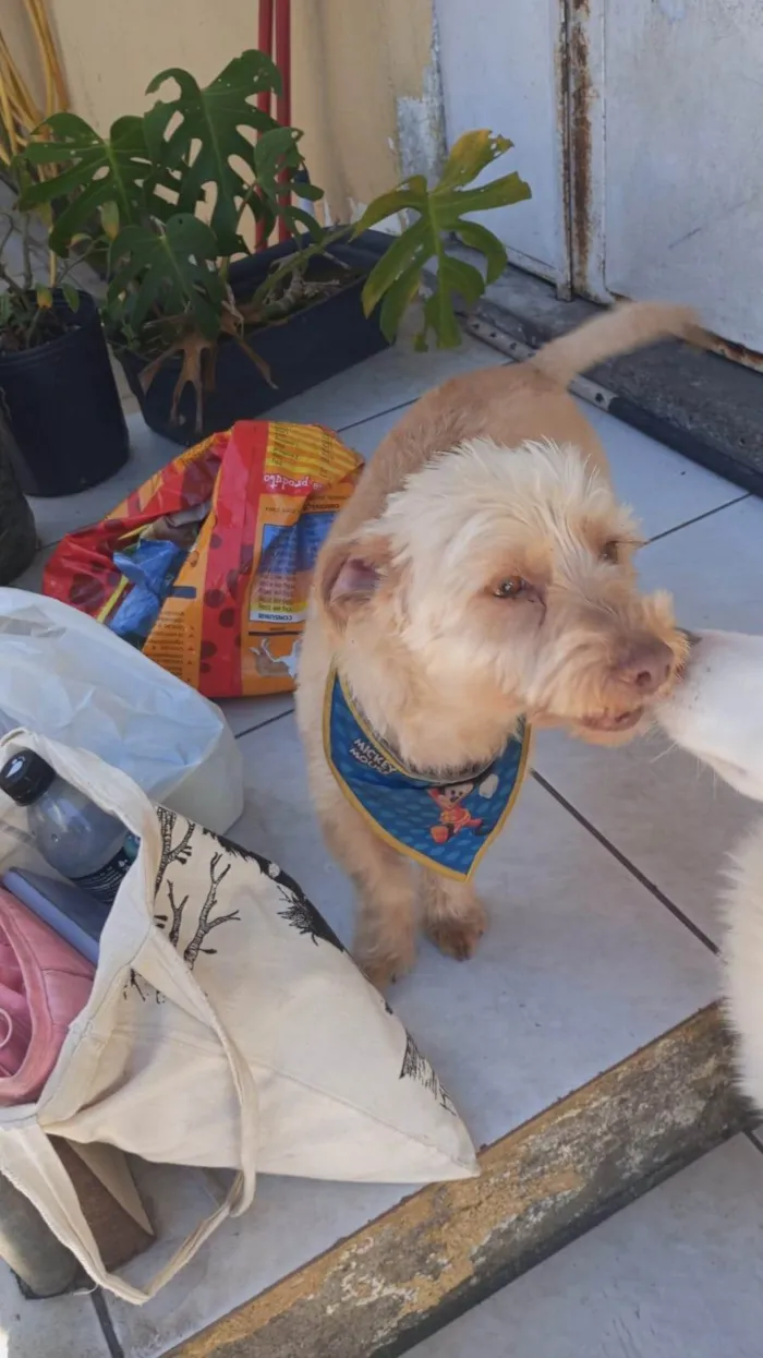 Cachorro ra a Shitzu idade 2 anos nome Peter 
