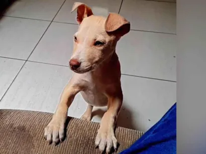 Cachorro raça Pit-Bull idade 2 a 6 meses nome Bruce