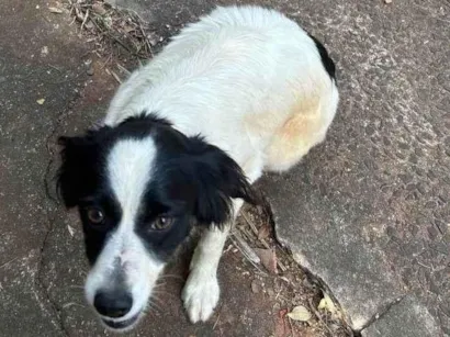 Cachorro raça SRD-ViraLata idade 6 ou mais anos nome Sem nome