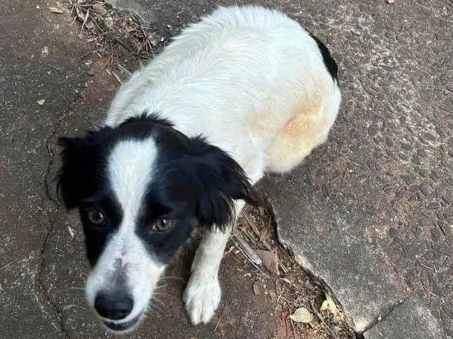 Cachorro ra a SRD-ViraLata idade 6 ou mais anos nome Sem nome