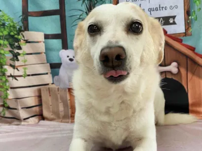Cachorro raça SRD-ViraLata idade 6 ou mais anos nome Pita