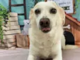 Pita