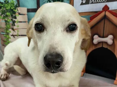 Cachorro raça SRD-ViraLata idade 6 ou mais anos nome Duda