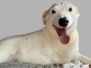 Cachorro raça SRD-ViraLata idade 6 ou mais anos nome Vitória 