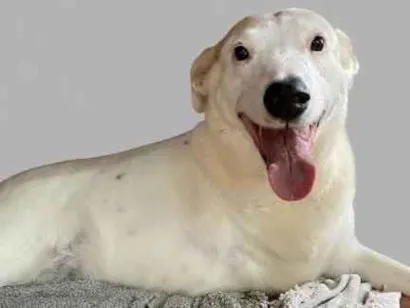 Cachorro raça SRD-ViraLata idade 6 ou mais anos nome Vitória 