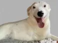 Vitória