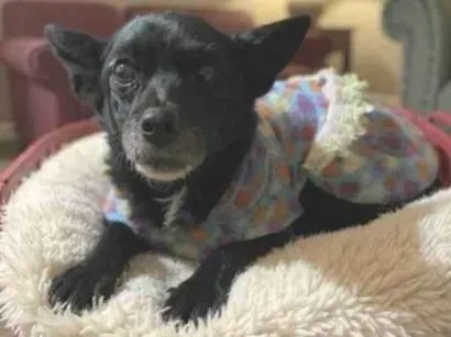 Cachorro raça SRD-ViraLata idade 6 ou mais anos nome Sofia