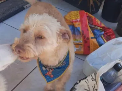 Cachorro raça Shitzu idade 2 anos nome Peter 