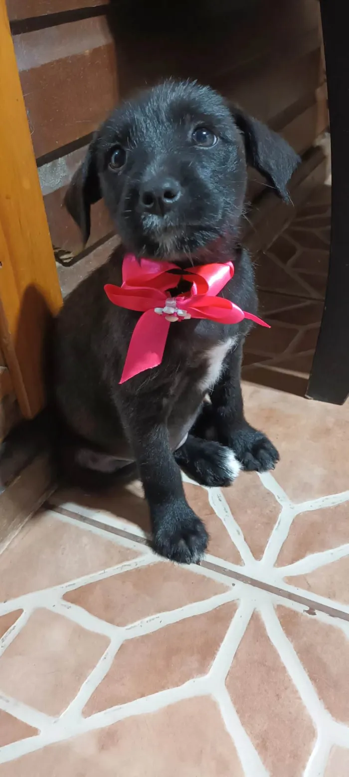 Cachorro ra a SRD-ViraLata idade 2 a 6 meses nome Fatima
