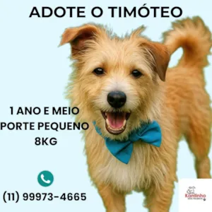 Cachorro raça Basset-Cofap idade 1 ano nome Timóteo 