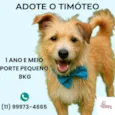 Timóteo