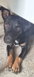 Balu