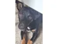 Balu