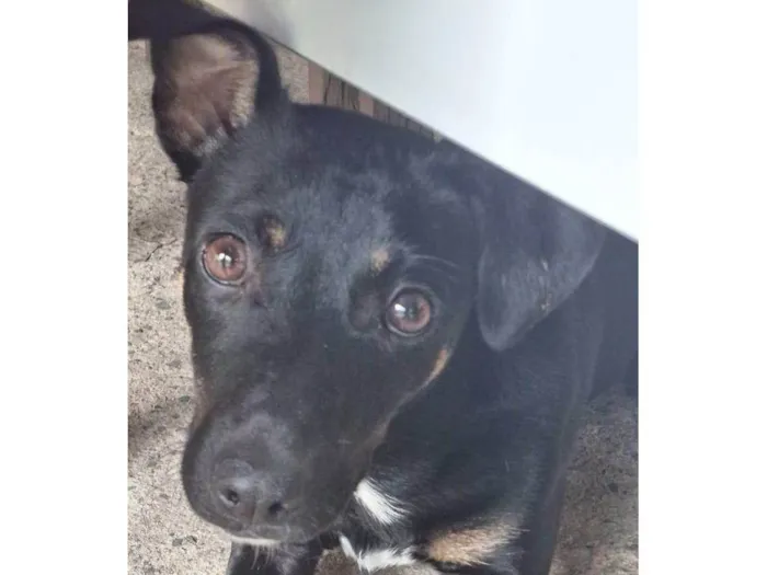Cachorro ra a SRD-ViraLata idade 1 ano nome Balu