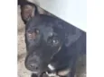 Balu