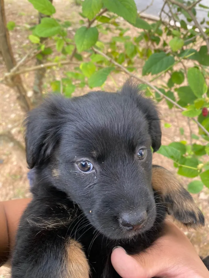 Cachorro ra a SRD-ViraLata idade 2 a 6 meses nome Amora