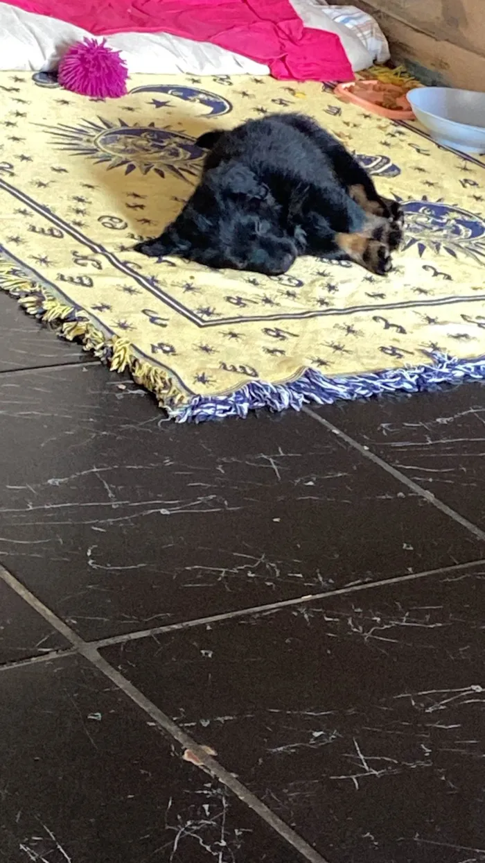 Cachorro ra a SRD-ViraLata idade 2 a 6 meses nome Amora