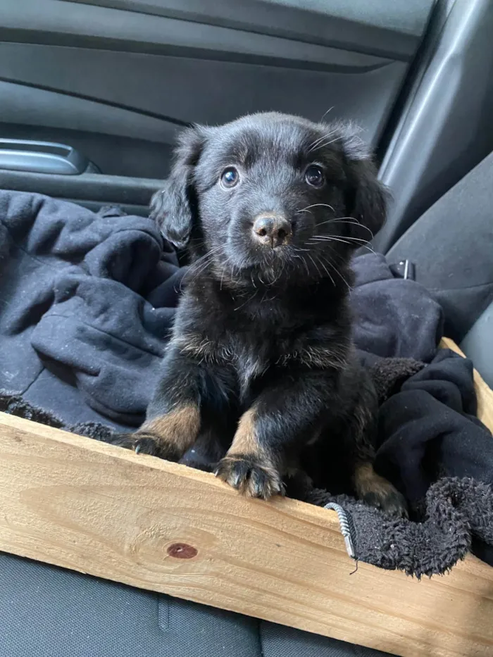 Cachorro ra a SRD-ViraLata idade 2 a 6 meses nome Amora