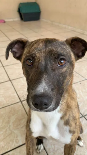 Cachorro raça SRD-ViraLata idade 2 anos nome Tereza