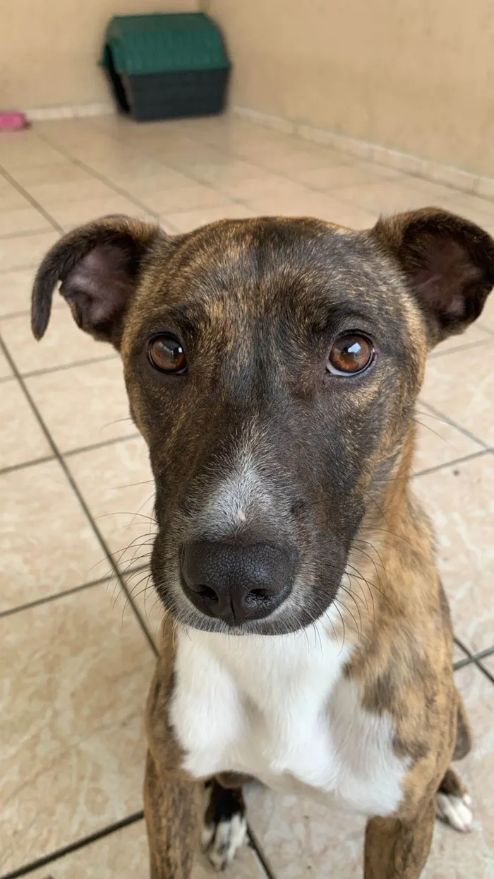 Cachorro ra a SRD-ViraLata idade 2 anos nome Tereza