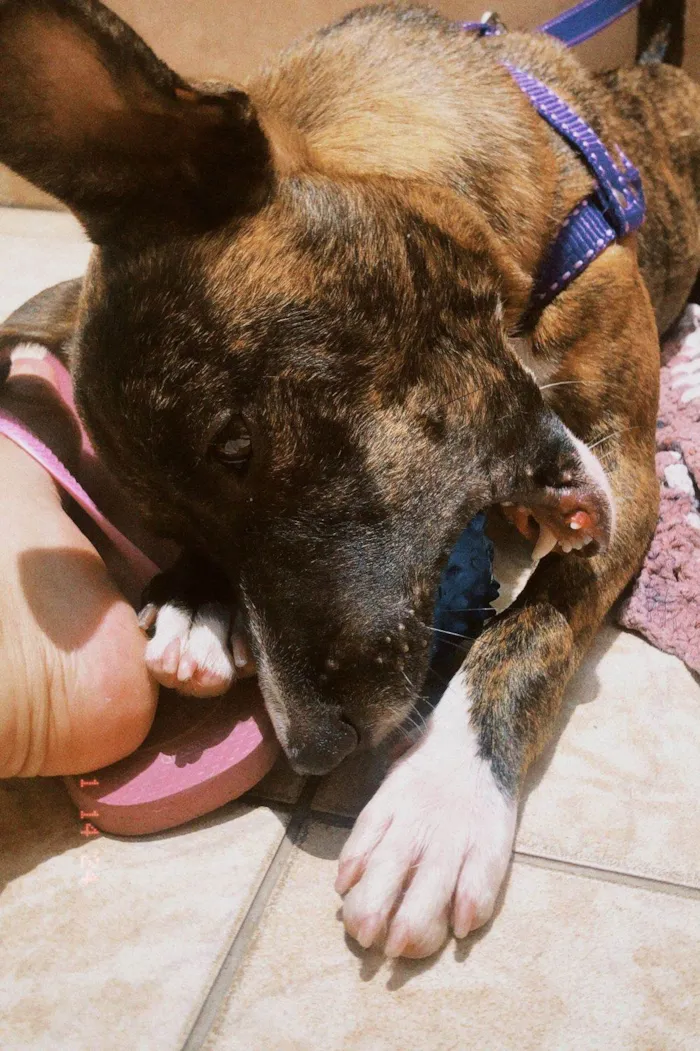 Cachorro ra a SRD-ViraLata idade 2 anos nome Tereza