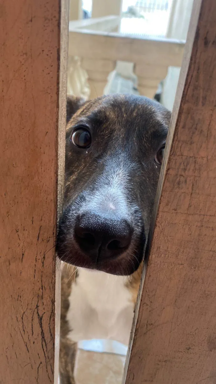 Cachorro ra a SRD-ViraLata idade 2 anos nome Tereza