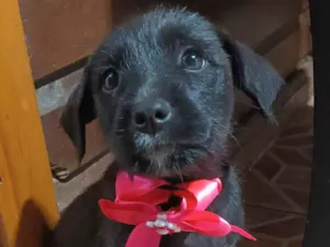 Cachorro raça SRD-ViraLata idade 2 a 6 meses nome Fatima