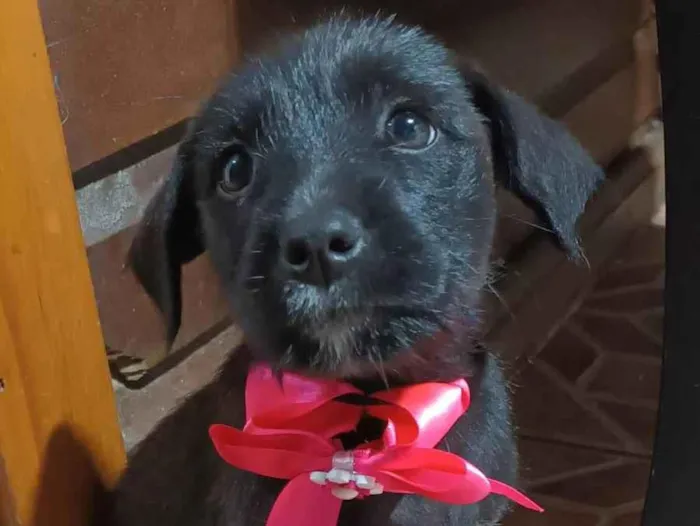 Cachorro ra a SRD-ViraLata idade 2 a 6 meses nome Fatima