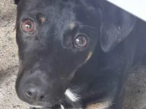 Cachorro raça SRD-ViraLata idade 1 ano nome Balu
