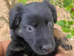 Cachorro raça SRD-ViraLata idade 2 a 6 meses nome Amora