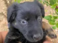 Amora