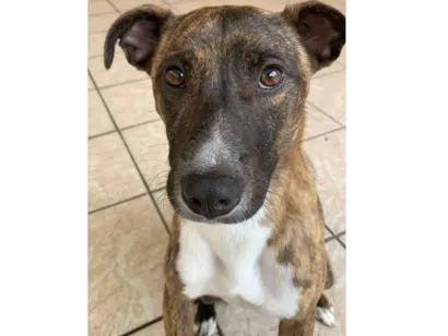 Cachorro raça SRD-ViraLata idade 2 anos nome Tereza