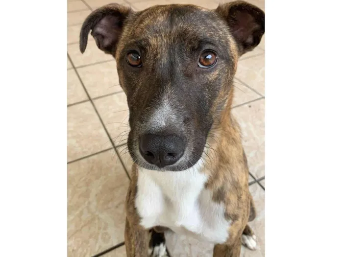 Cachorro ra a SRD-ViraLata idade 2 anos nome Tereza