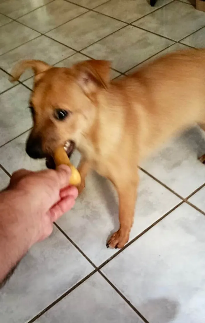 Cachorro ra a SRD-ViraLata idade 2 a 6 meses nome Anouk bb4meses linda 