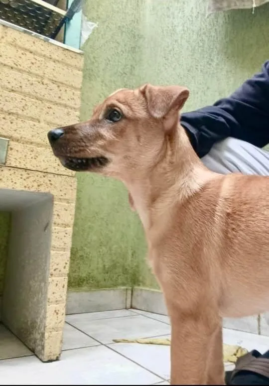 Cachorro ra a SRD-ViraLata idade 2 a 6 meses nome Anouk bb4meses linda 