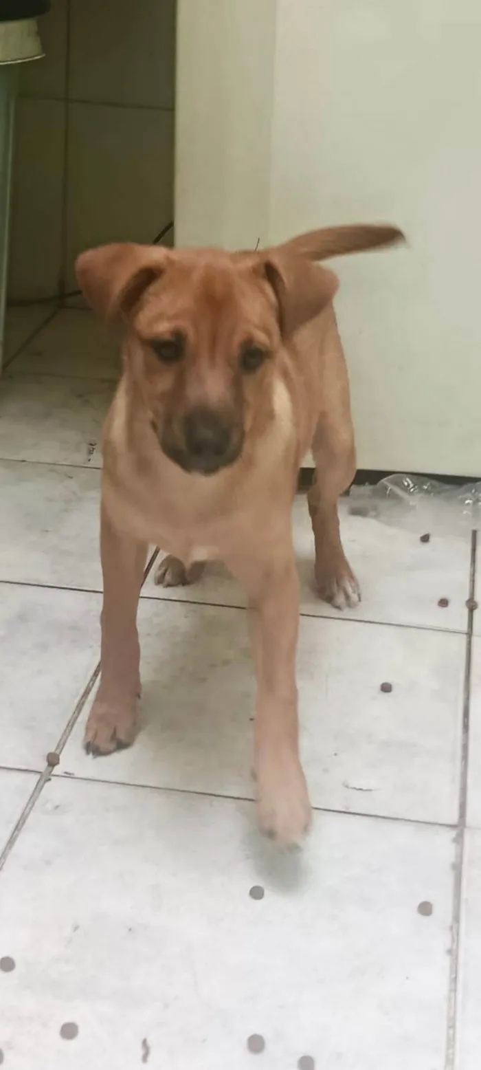 Cachorro ra a SRD-ViraLata idade 2 a 6 meses nome Anouk bb4meses linda 