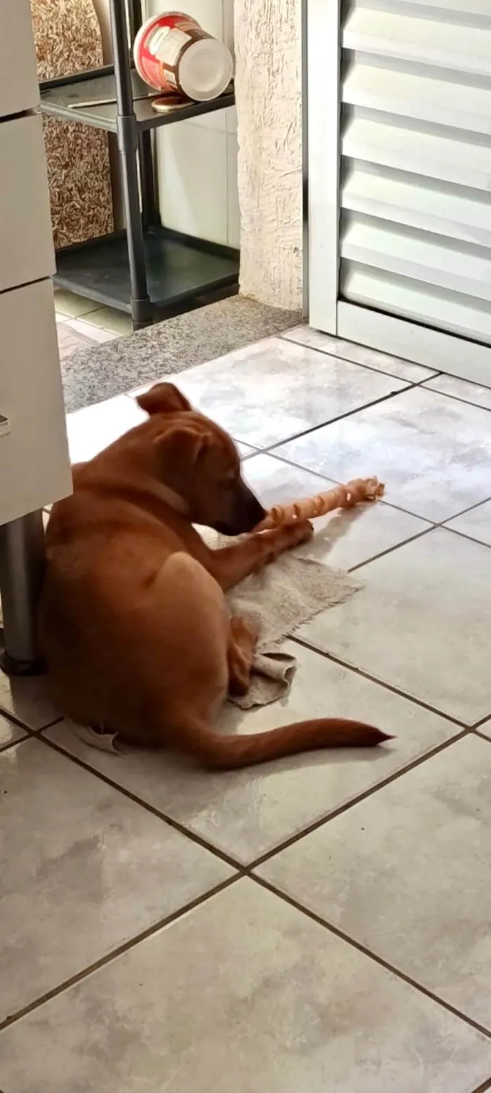 Cachorro ra a SRD-ViraLata idade 2 a 6 meses nome Anouk bb4meses linda 