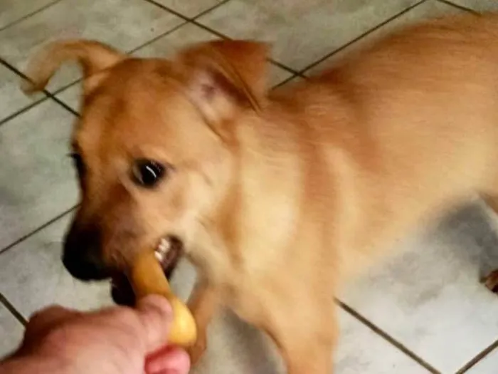 Cachorro ra a SRD-ViraLata idade 2 a 6 meses nome Anouk bb4meses linda 