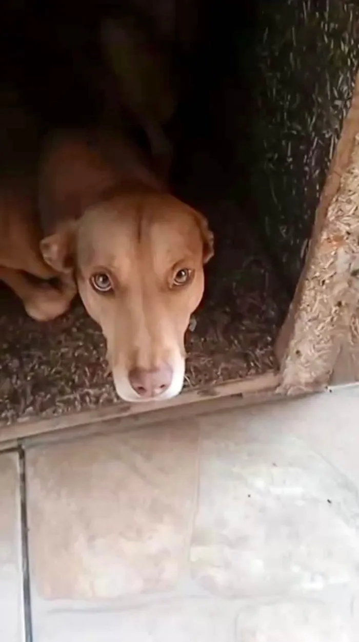 Cachorro ra a SRD-ViraLata idade 7 a 11 meses nome Alex 11meses   lindo 