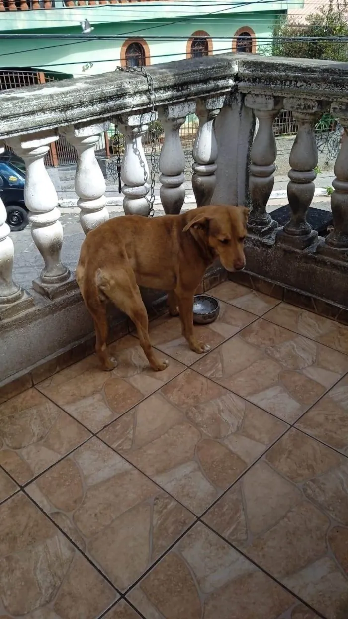 Cachorro ra a SRD-ViraLata idade 7 a 11 meses nome Alex 11meses   lindo 
