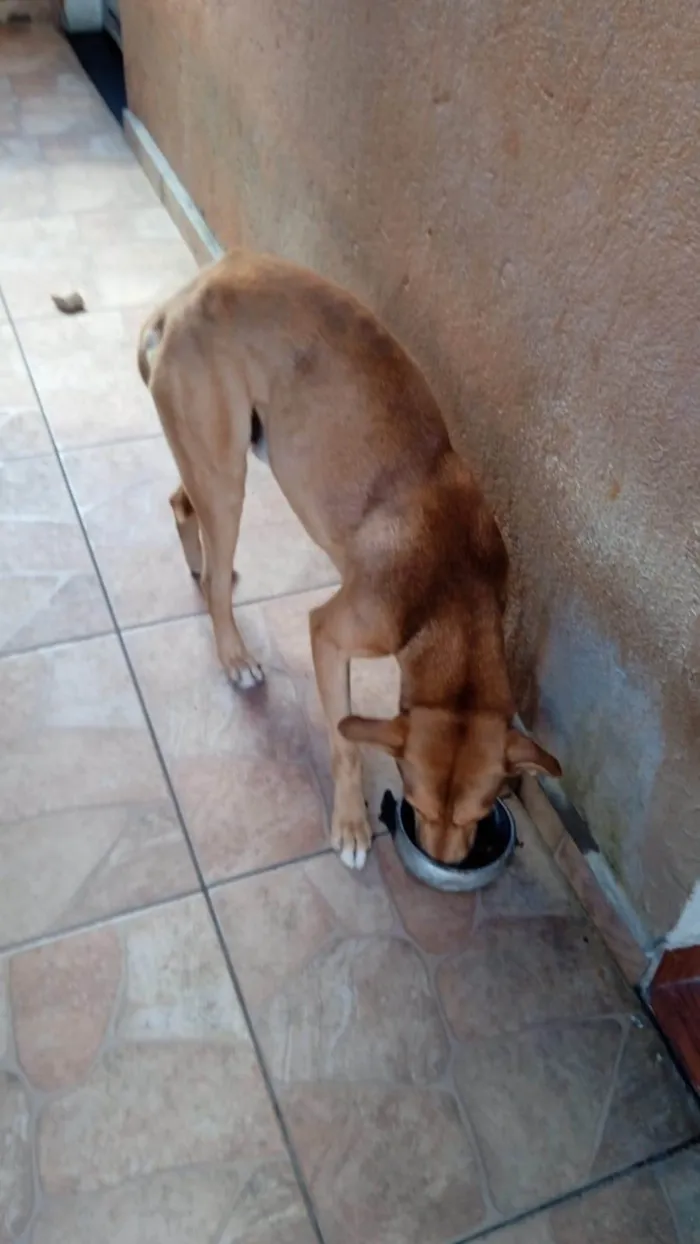 Cachorro ra a SRD-ViraLata idade 7 a 11 meses nome Alex 11meses   lindo 