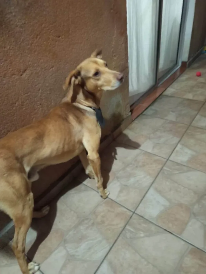 Cachorro ra a SRD-ViraLata idade 7 a 11 meses nome Alex 11meses   lindo 